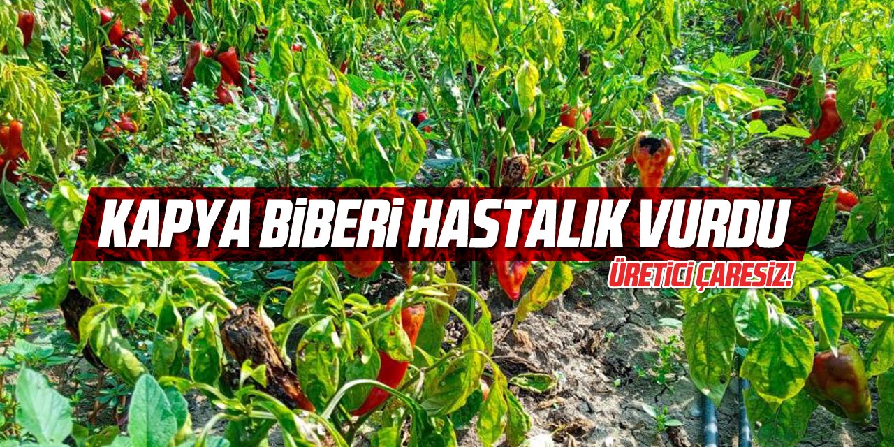 Kapya biberi hastalık vurdu