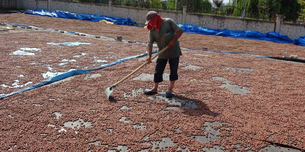 Fındık kurutma mesaisi