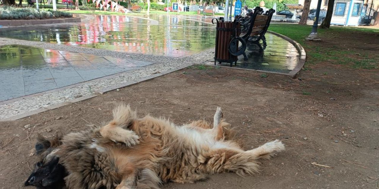 İlginç şekilde uyuyan köpek dikkat çekti