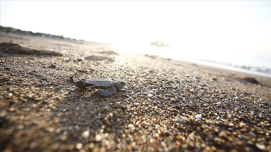 Belek ve Kızılot sahillerindeki caretta caretta yuva sayısı 6 bine ulaştı