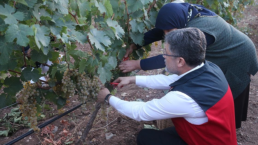 Tarım ve Orman Bakanı Yumaklı, Tokat'ta üzüm hasadı yaptı