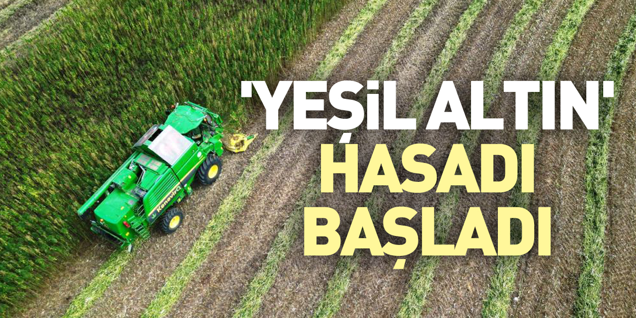 'YEŞİL ALTIN' HASADI BAŞLADI