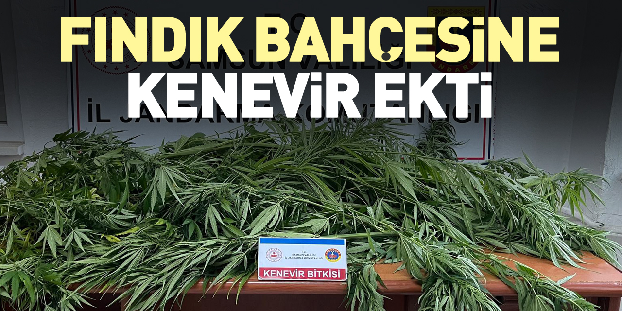 Fındık bahçesine kenevir ekti