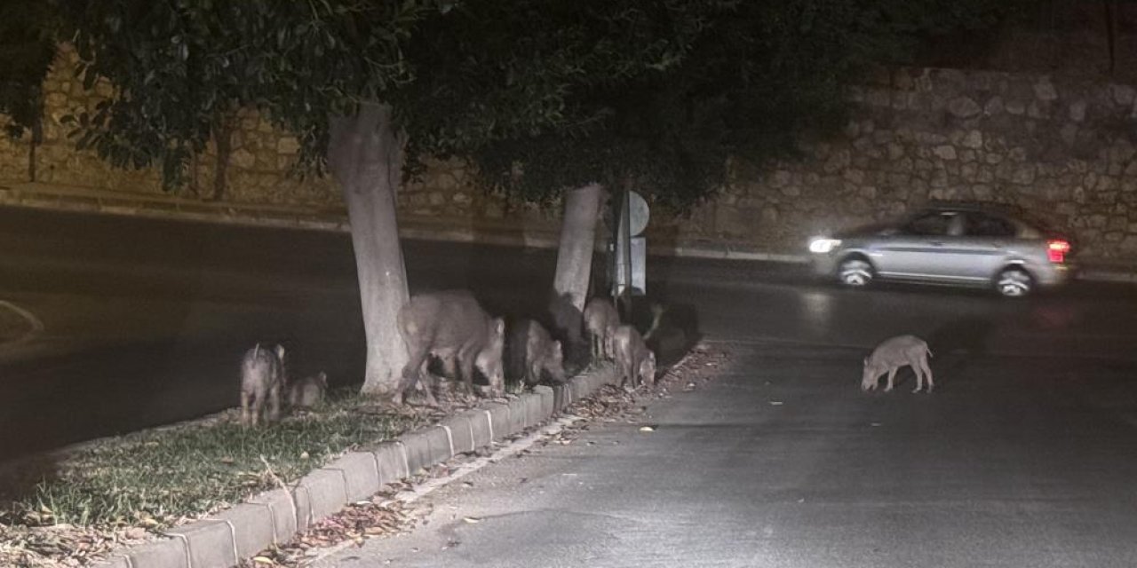 Aç kalan domuzlar şehre indi