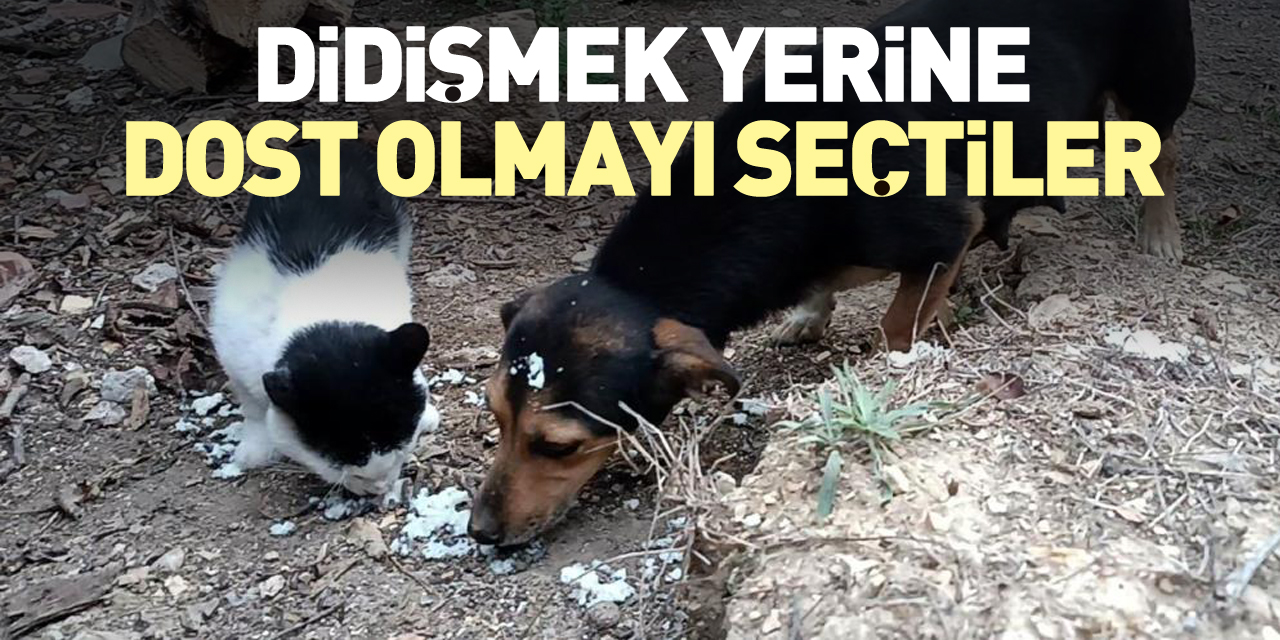 Didişmek yerine dost olmayı seçtiler