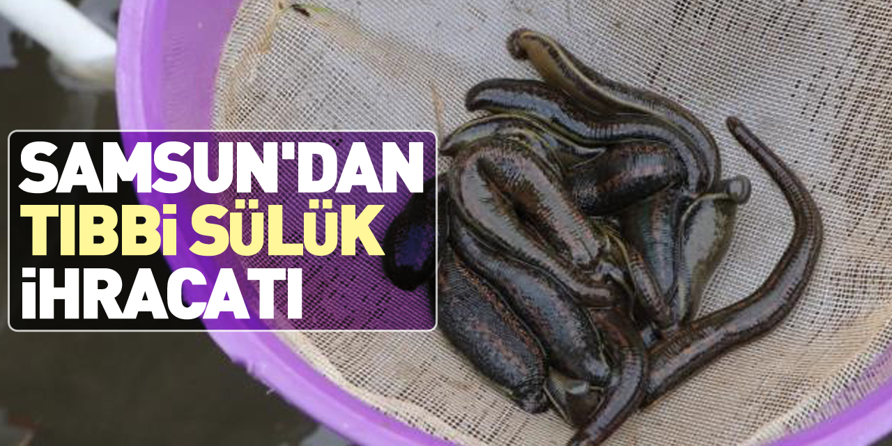 Tıbbi sülük ihracatı