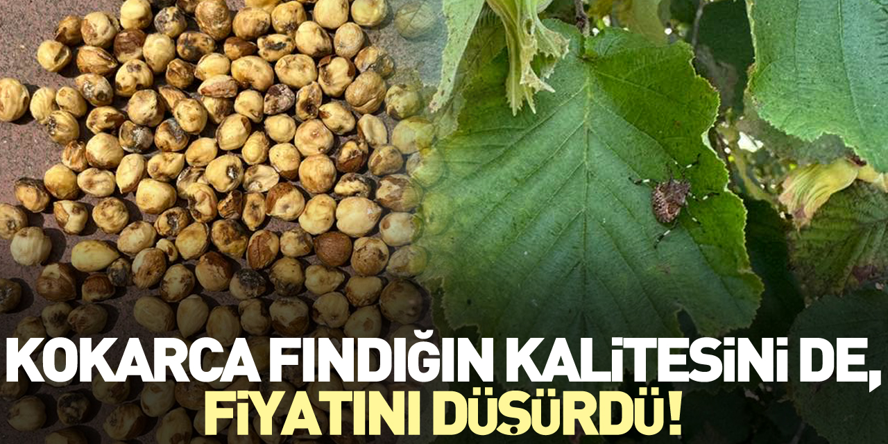 Kokarca Fındığın Kalitesini de, Fiyatını Düşürdü!