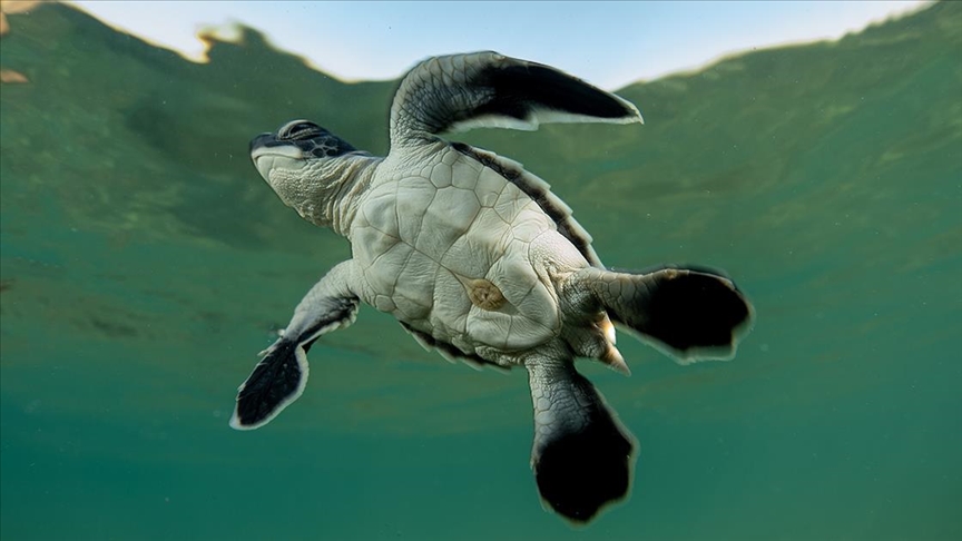 Caretta caretta yavrularının yuvalarından çıkışı görüntülendi