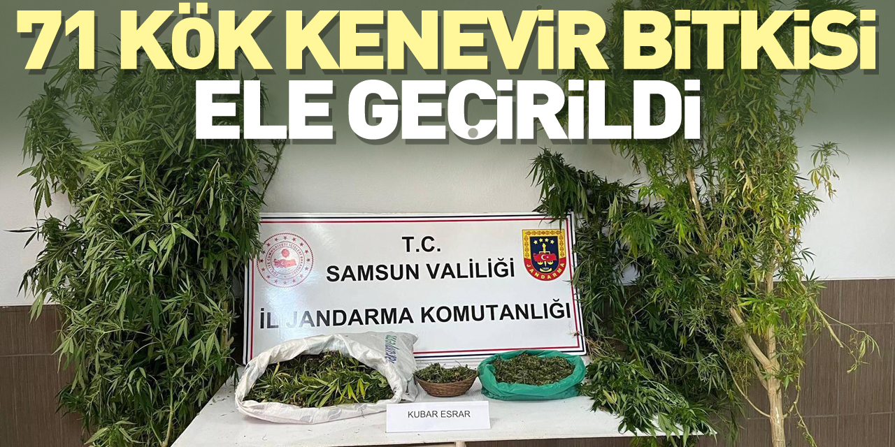 71 kök kenevir bitkisi ele geçirildi