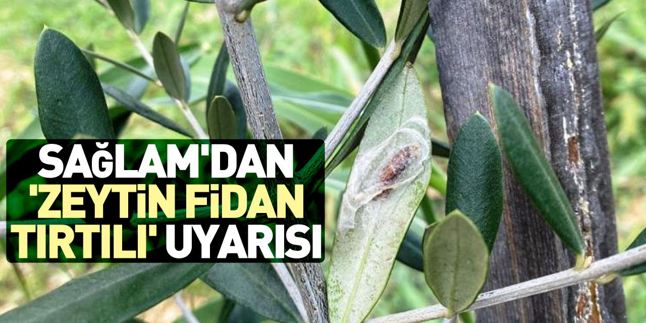 Sağlam'dan 'zeytin fidan tırtılı' uyarısı