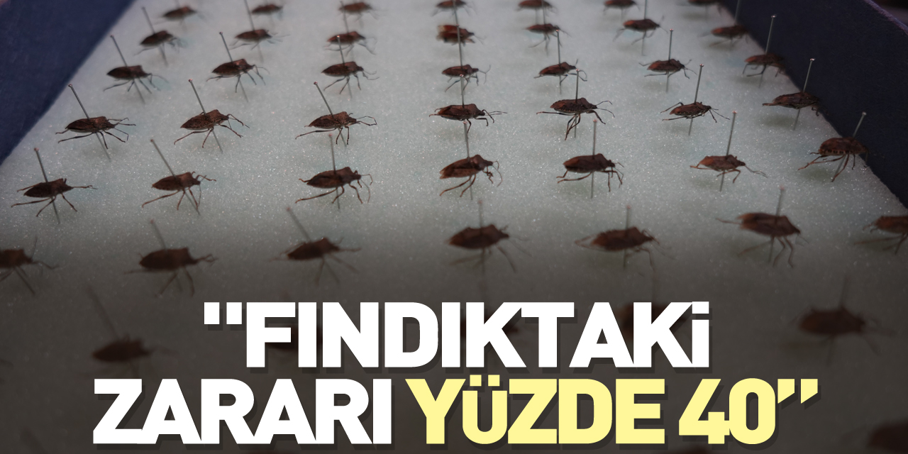 "Fındıktaki zararı yüzde 40”