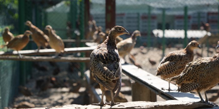 270 bin sülün doğaya bırakıldı