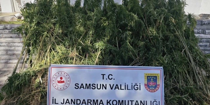 728 kök kenevir bitkisi ele geçirdi