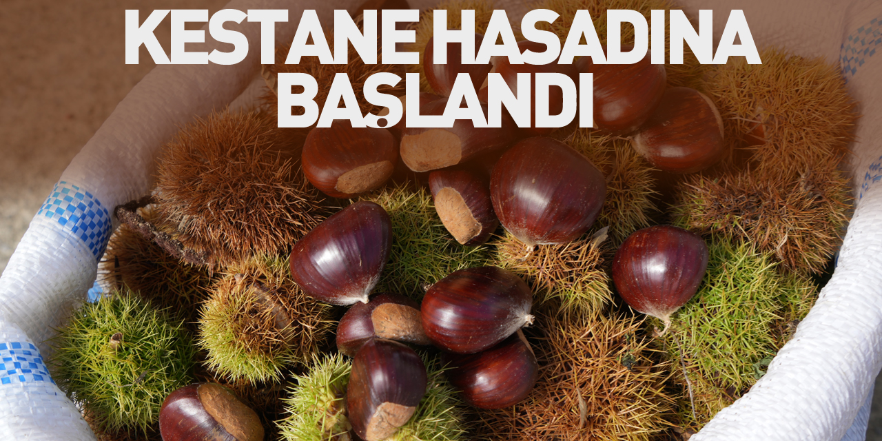 Kestane hasadına başlandI