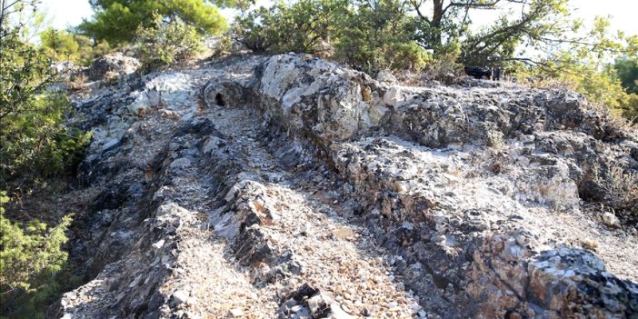 21 milyon yıllık ağaç fosilleri, ziyarete açılacak