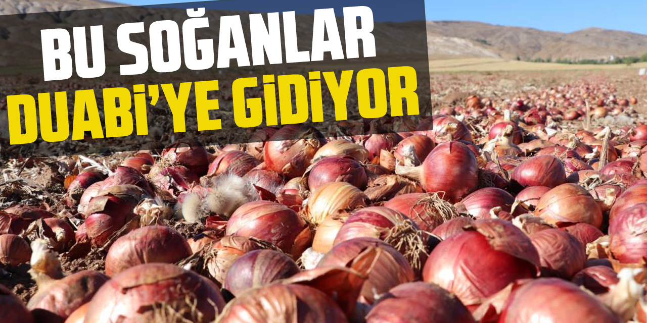 BU SOĞANLAR DUABİ'YE GİDİYOR