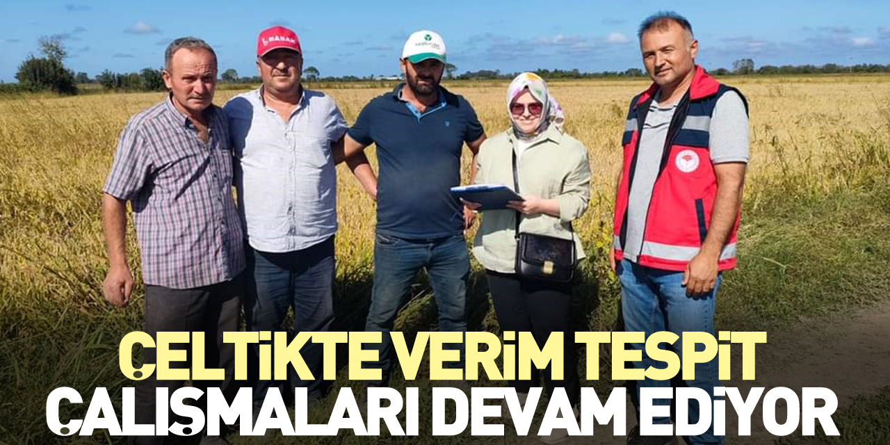 ÇELTİKTE VERİM TESPİT ÇALIŞMALARI DEVAM EDİYOR