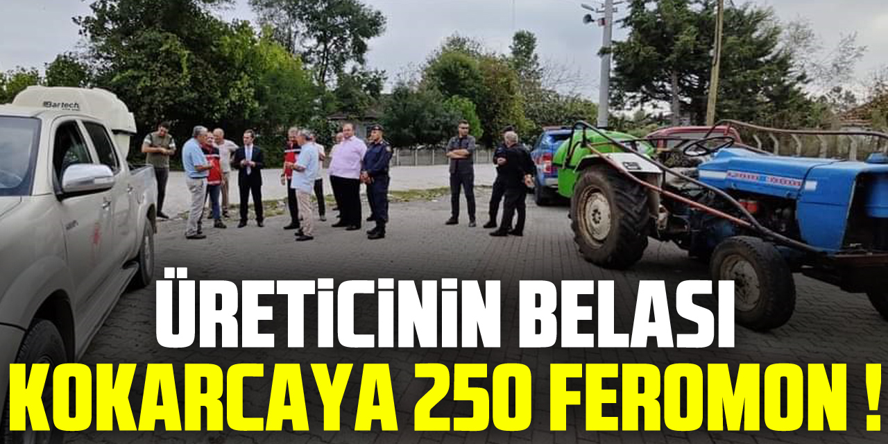 ÜRETİCİNİN BELASI KOKARCAYA 250 FEROMON !