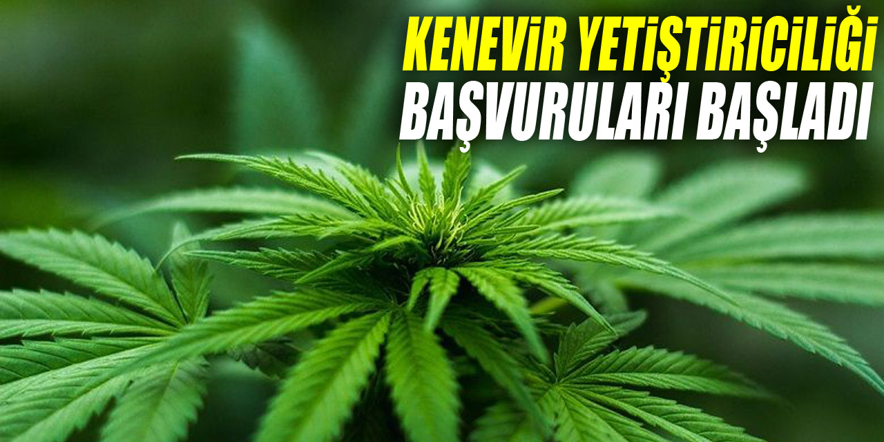 KENEVİR YETİŞTİRİCİLİĞİ BAŞVURULARI BAŞLADI