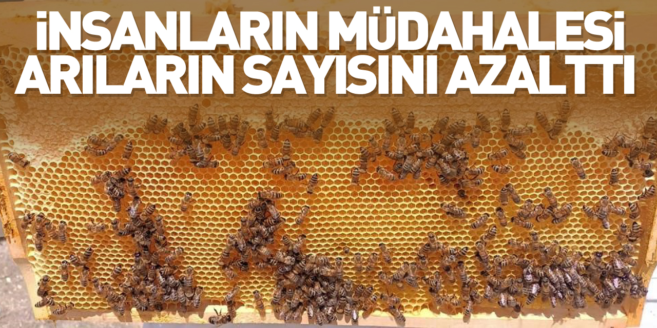 İnsanların müdahalesi sayıyı azalttı