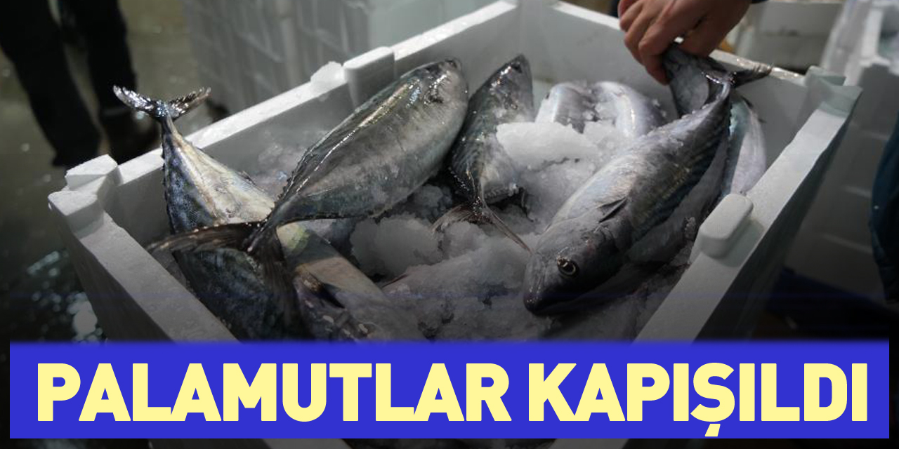 Palamutlar Kapışıldı