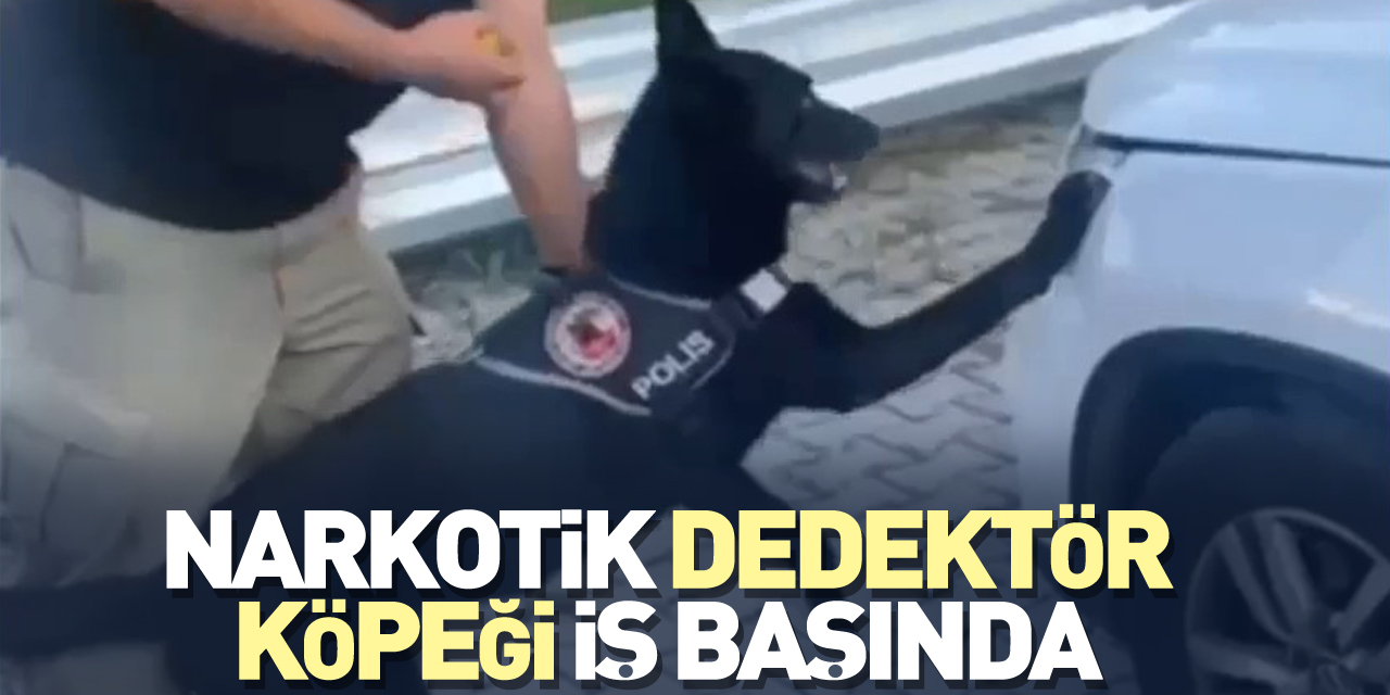 Narkotik dedektör köpeği iş başında