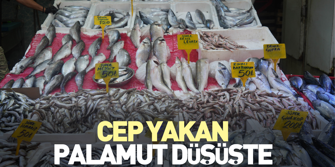 Cep yakan palamut düşüşte