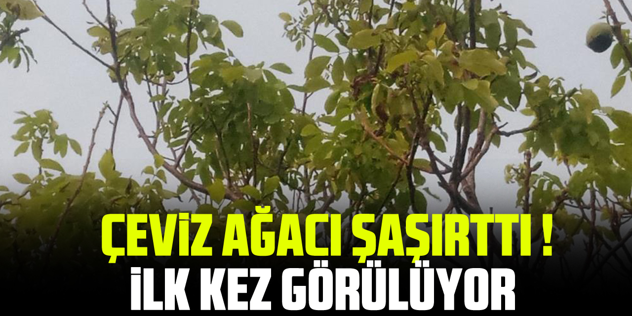 ÇEViZ AĞACI ŞAŞIRTTI ! iLK KEZ GÖRÜLÜYOR