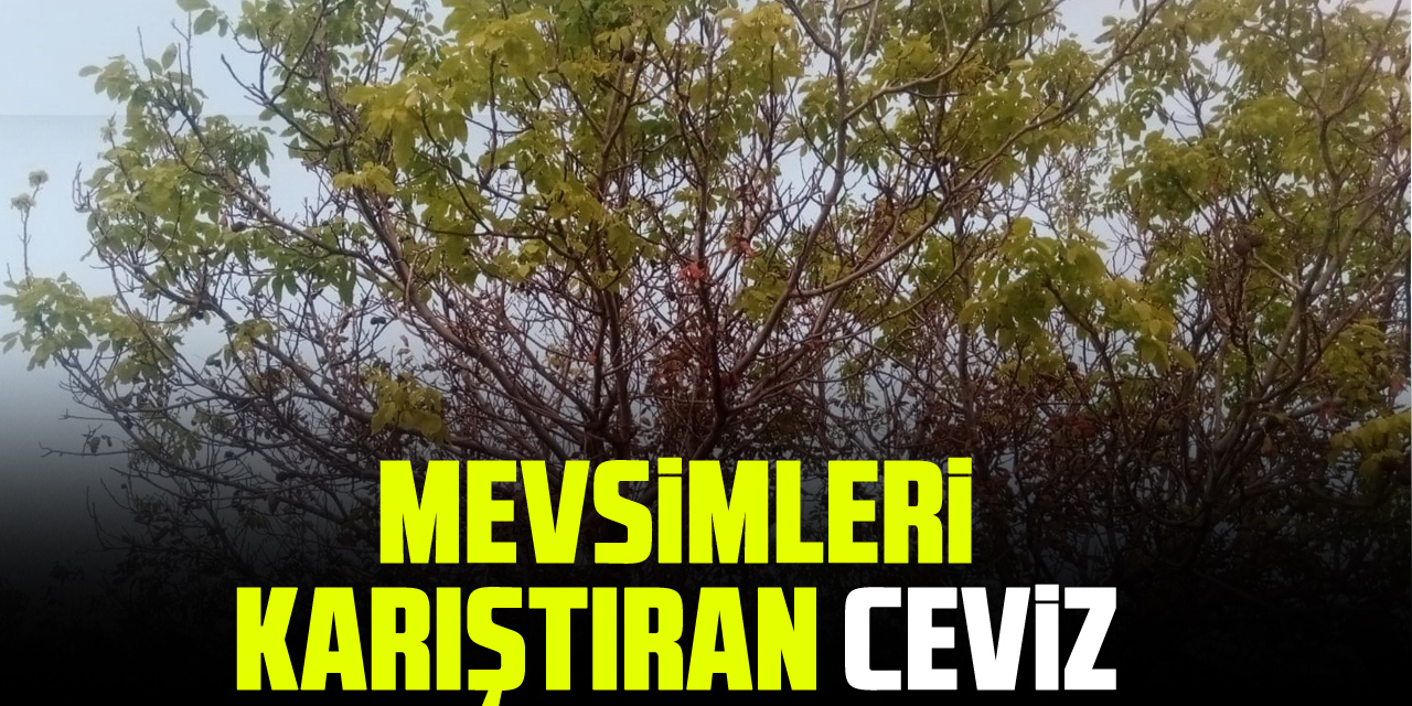 MEVSİMLERİ KARIŞTIRAN CEVİZ