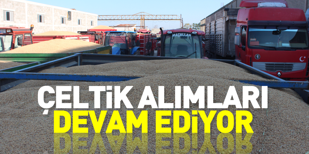 ÇELTİK ALIMLARI DEVAM EDİYOR