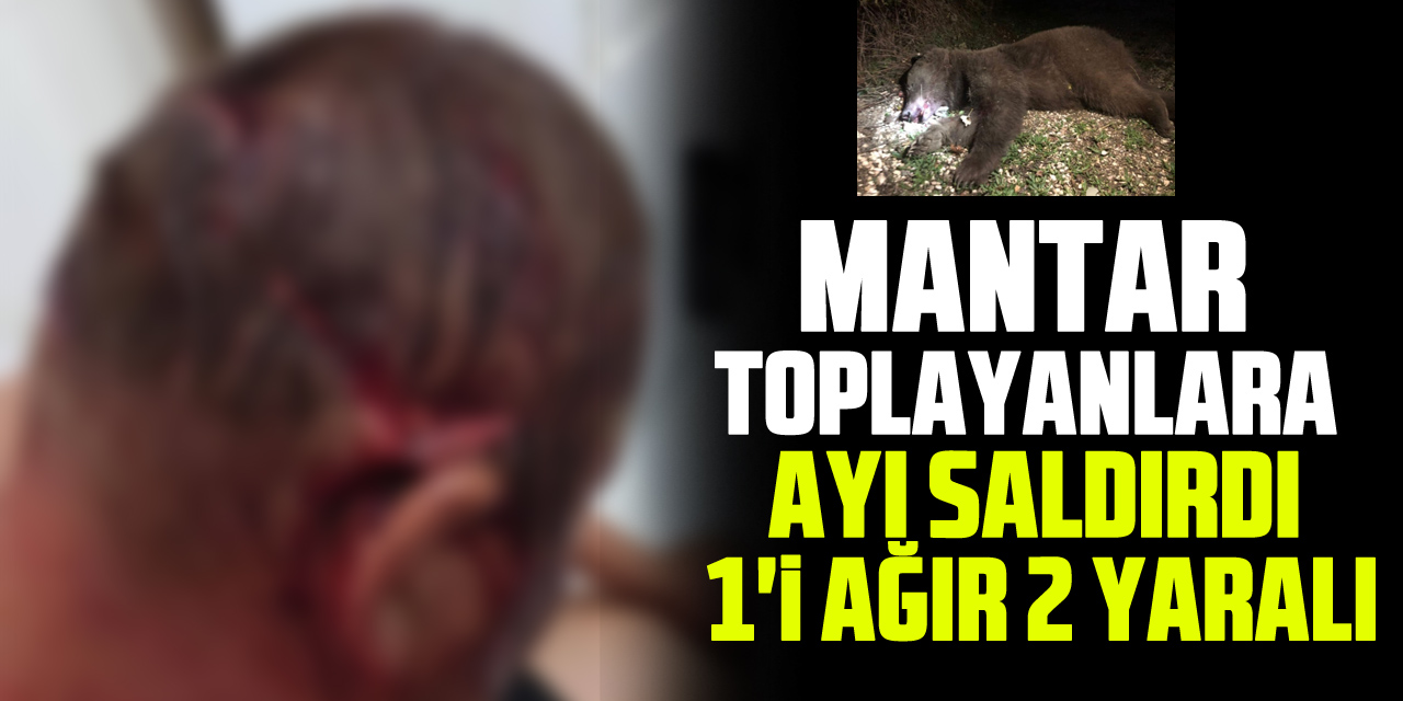 Mantar Toplayanlara Ayı Saldırdı:  1'i ağır 2 Yaralı