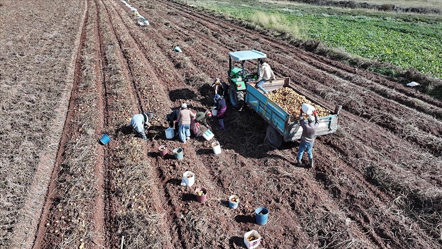 Hummalı patates hasatı mesaisi