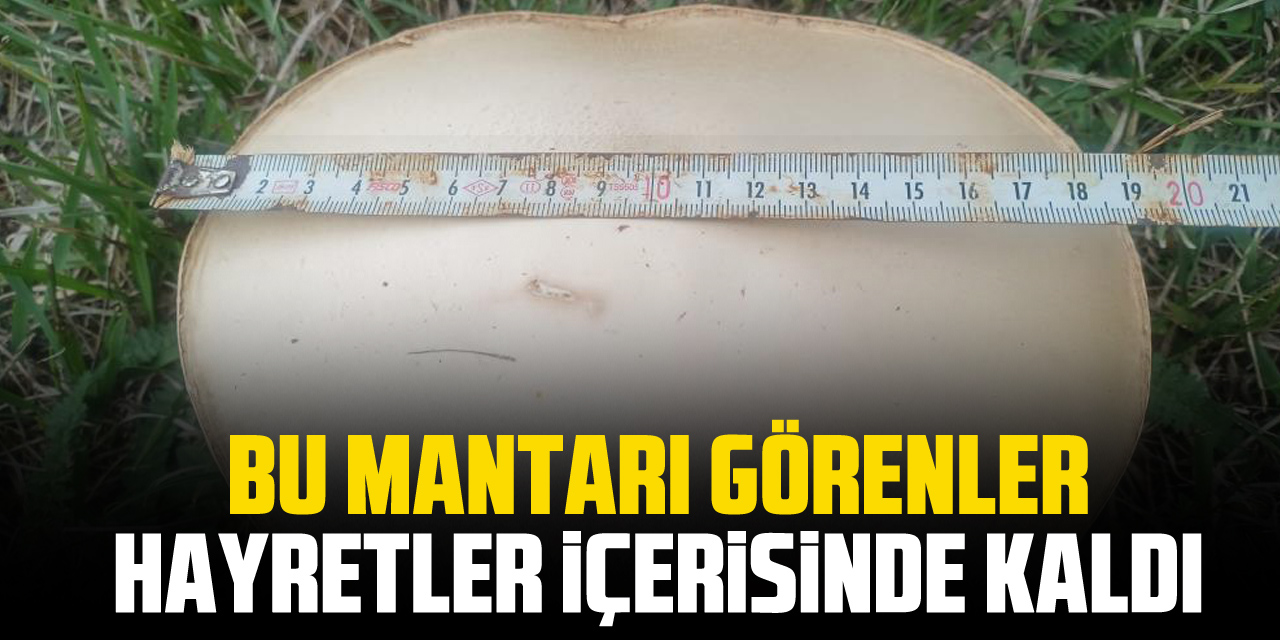 BU MANTARI GÖRENLER HAYRETLER İÇERİSİNDE KALDI