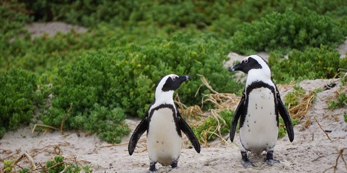 Penguenlerin neslini tehdit ediyor