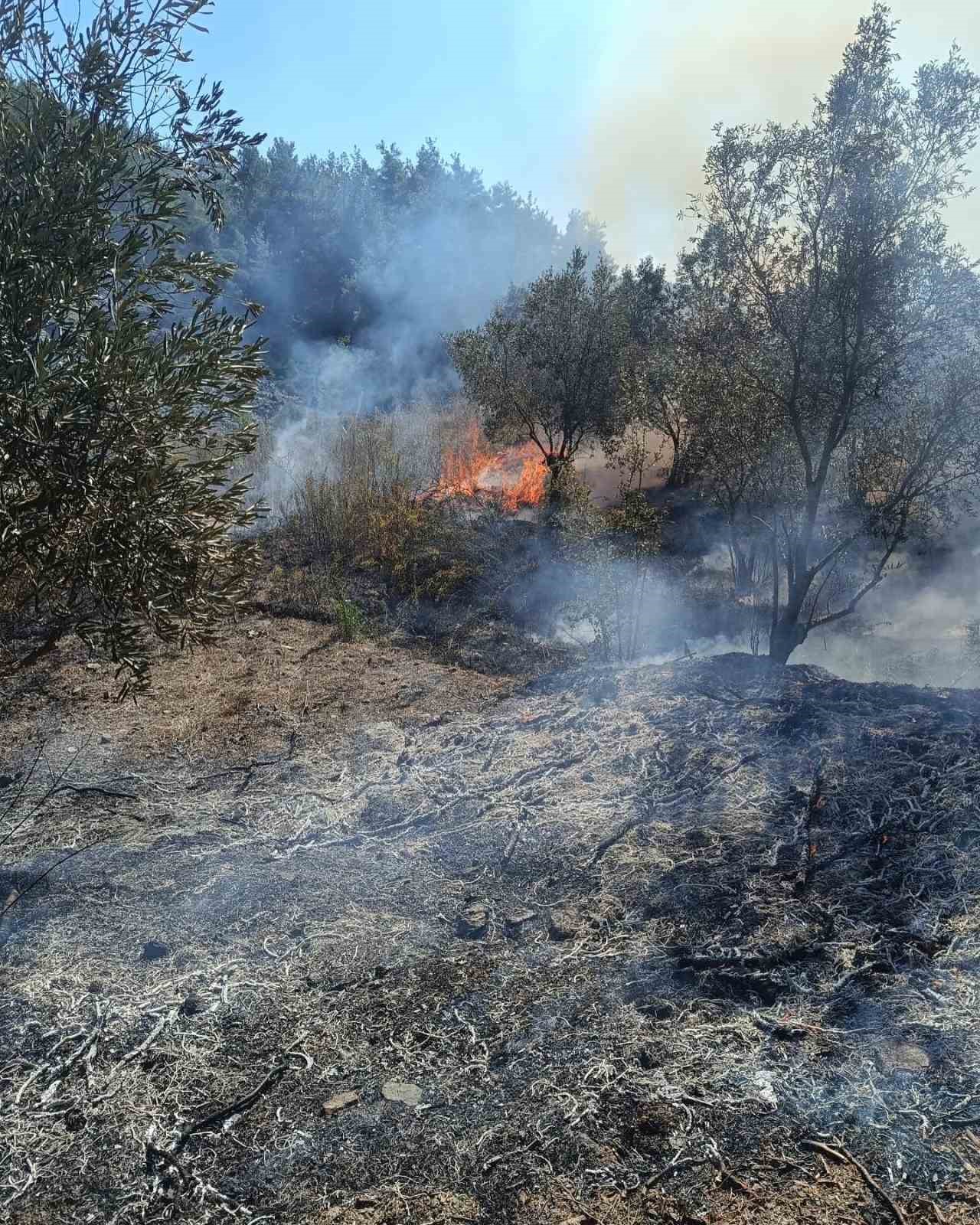 Yayladağı’nda zeytinlik yangını çıktı