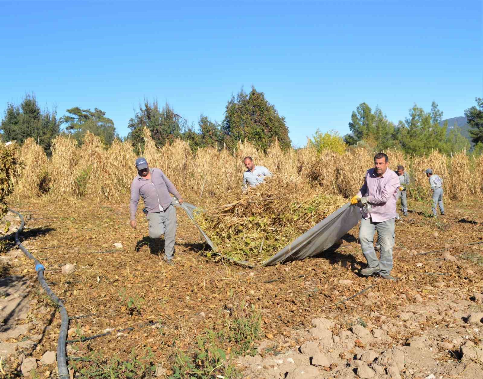 Çandır fasulyesinin hasat zamanı geldi