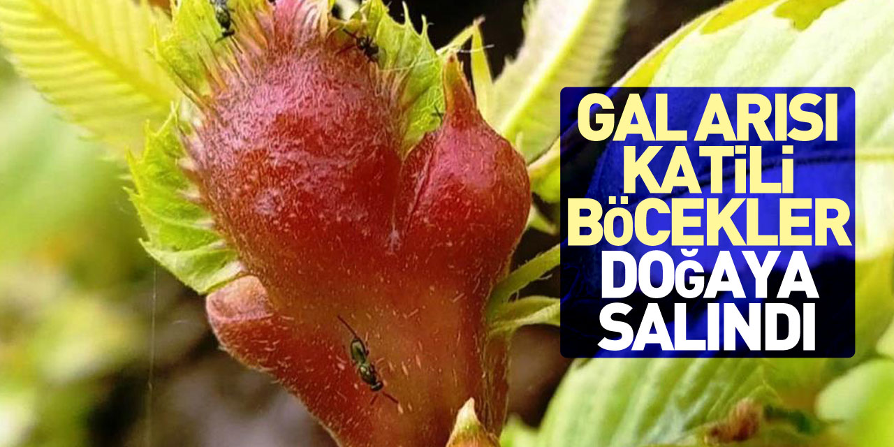 Gal arısı katili böcekler doğaya salındı