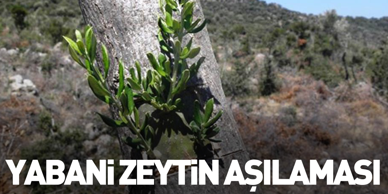 Yabani zeytin aşılaması