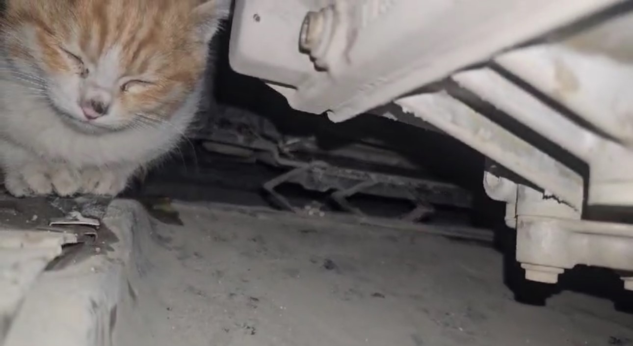 Aracın motor yerine giren kedi kurtarıldı