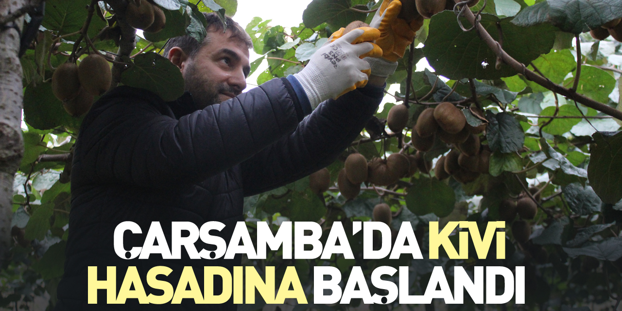 Çarşamba’da Kivi Hasadına Başlandı