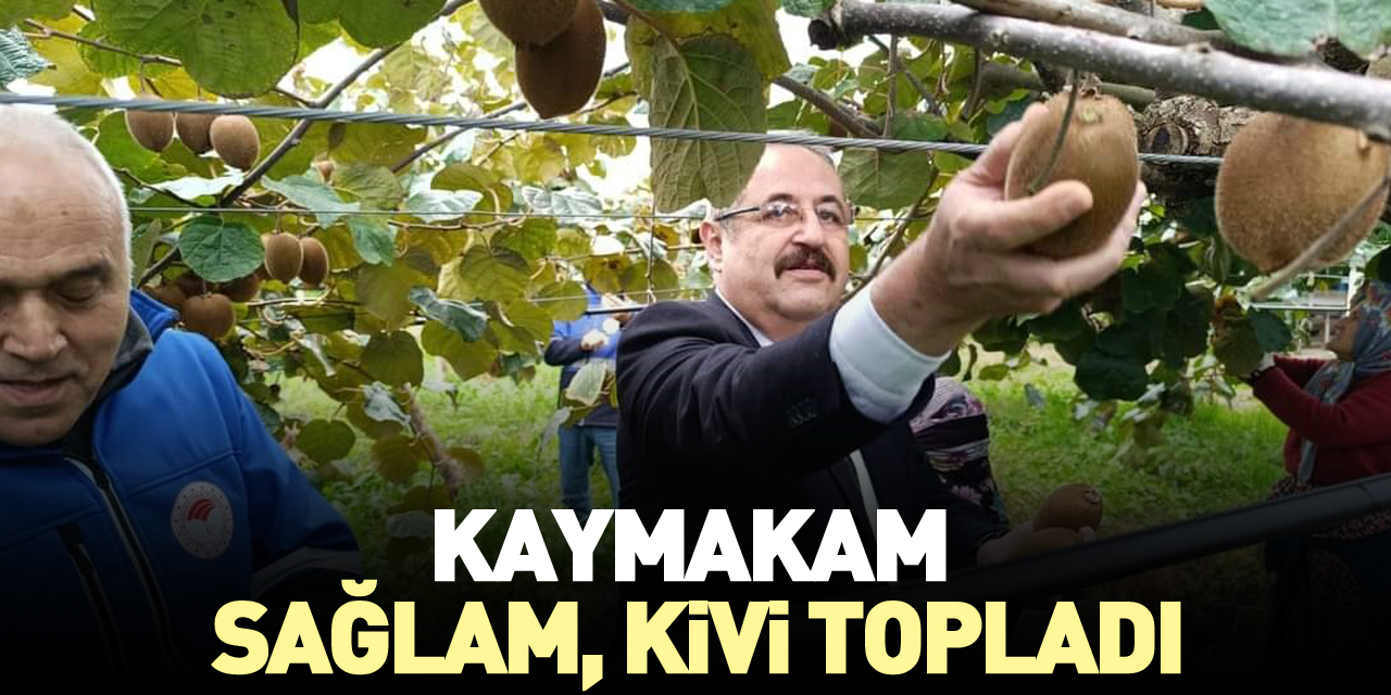 KAYMAKAM SAĞLAM, KİVİ TOPLADI