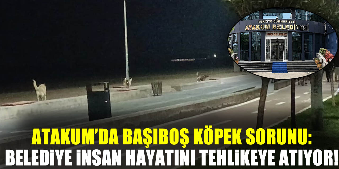 Atakum’da Başıboş Köpek Sorunu: Belediye İnsan Hayatını Tehlikeye Atıyor!