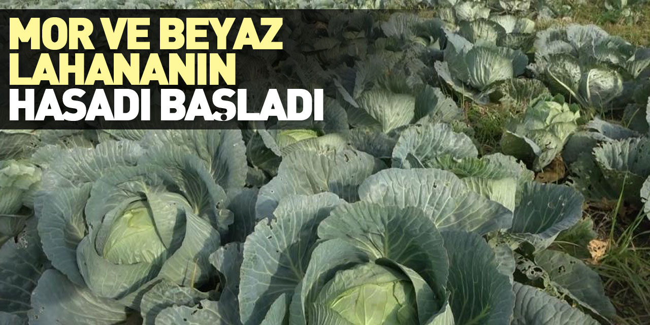 Mor ve beyaz lahananın hasadı başladı