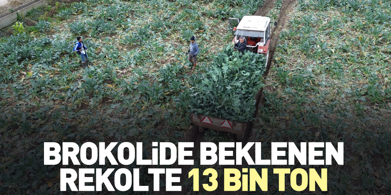 Beklenen rekolte 13 bin ton