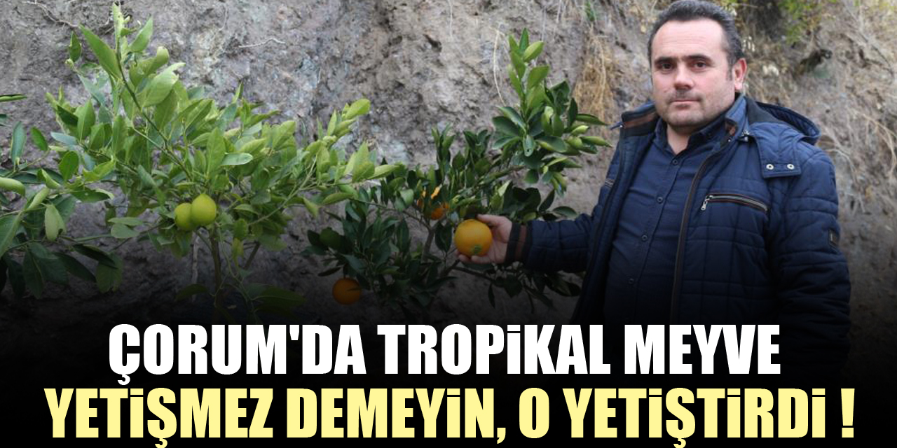 Çorum'da Tropikal Meyve Yetişmez demeyin, O Yetiştirdi !