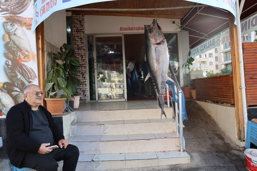 Balıkçı ağına insan boyunda orkinos yakalandı