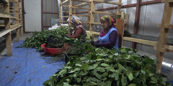 20 çeşit tıbbi bitki ihraç ediliyor