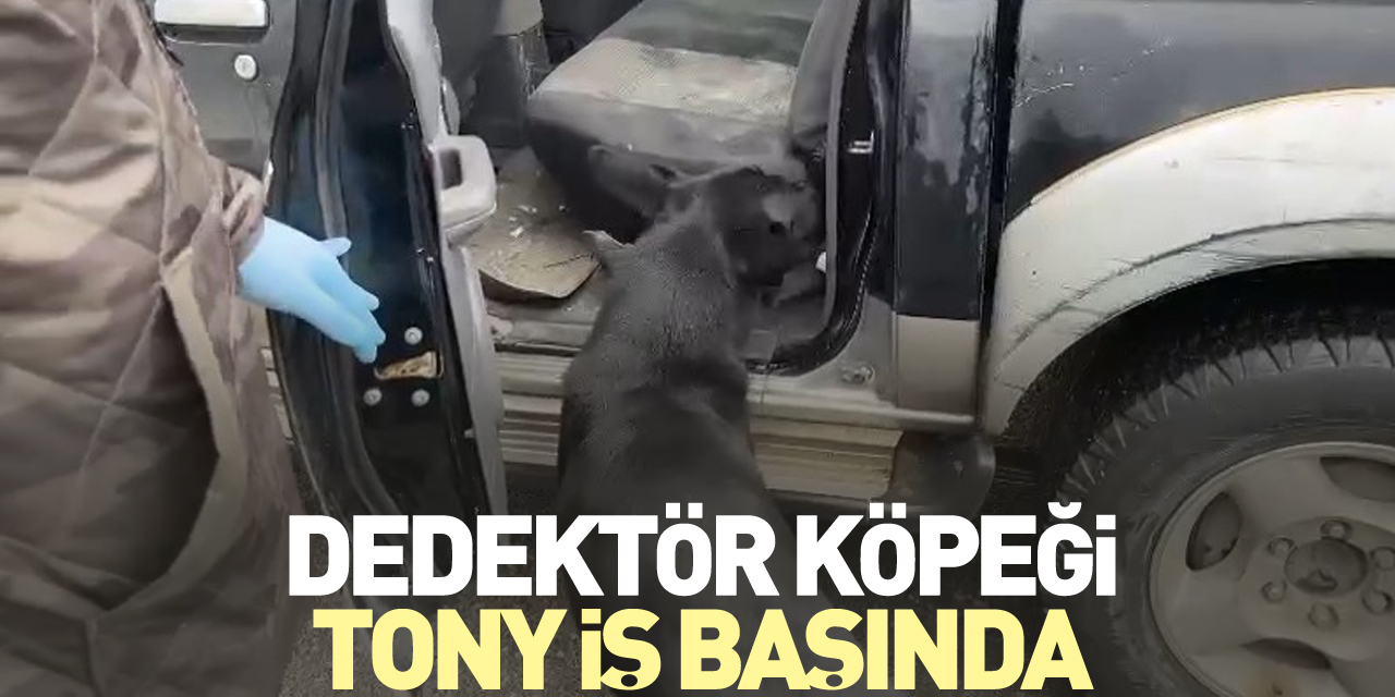 Dedektör köpeği Tony iş başında