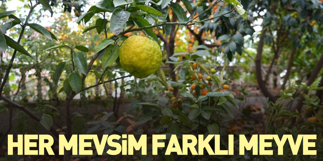 Her mevsim farklı meyve