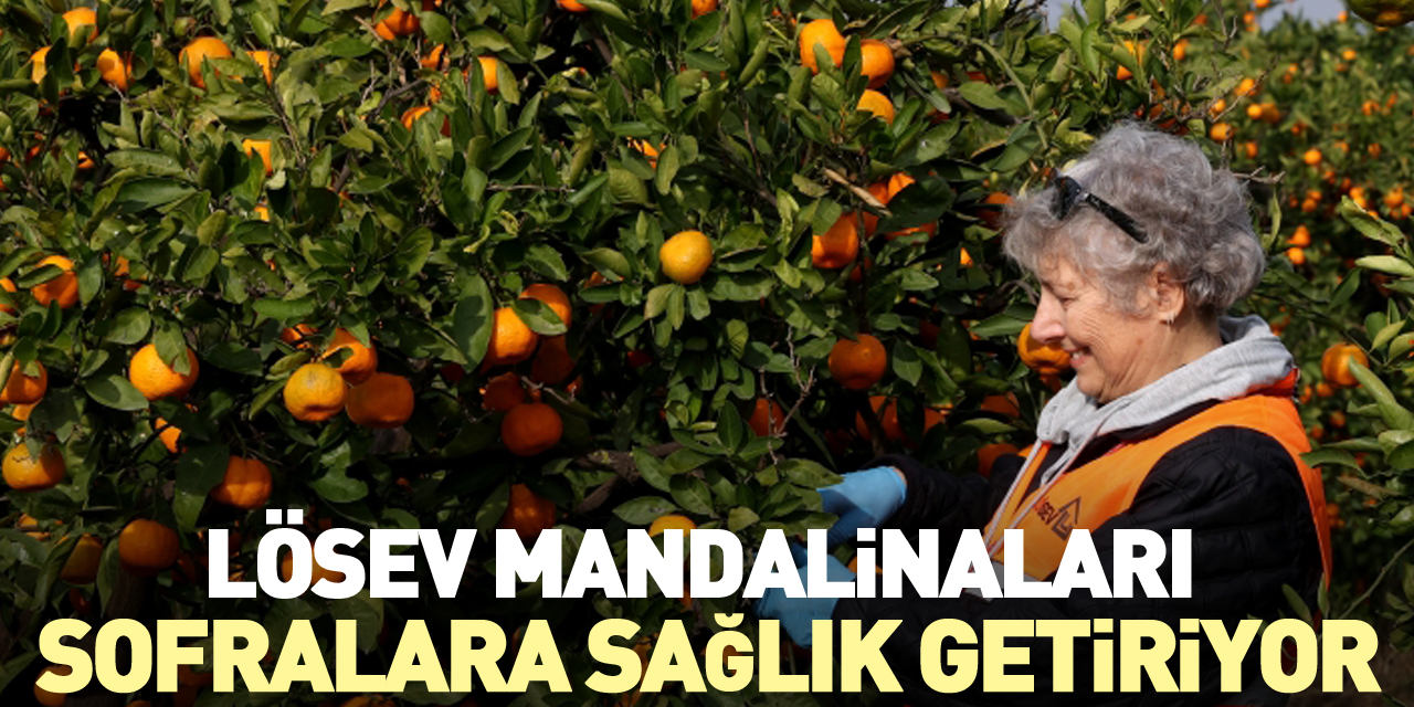 Lösev Mandalinaları, sofralara sağlık getiriyor